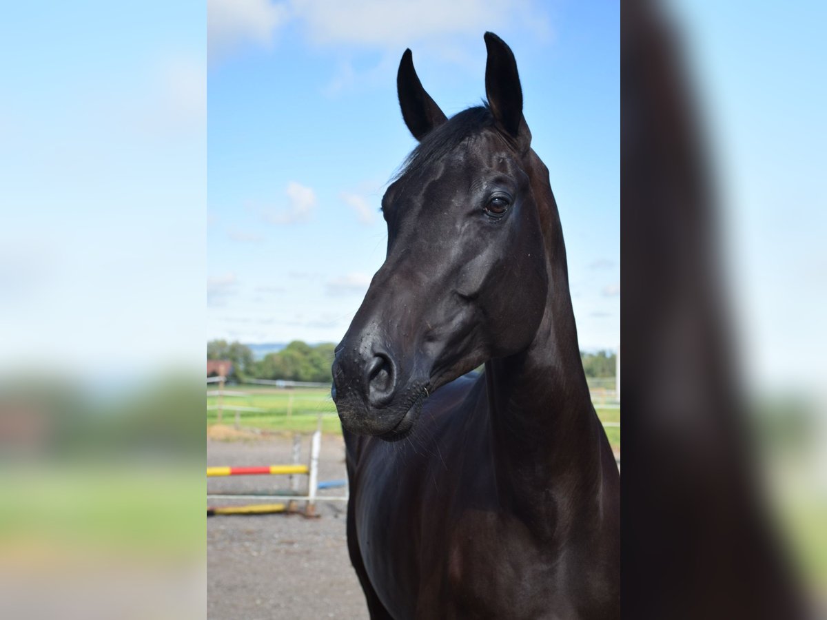 Warmblood suizo Caballo castrado 9 años 175 cm Negro in Hohentannen