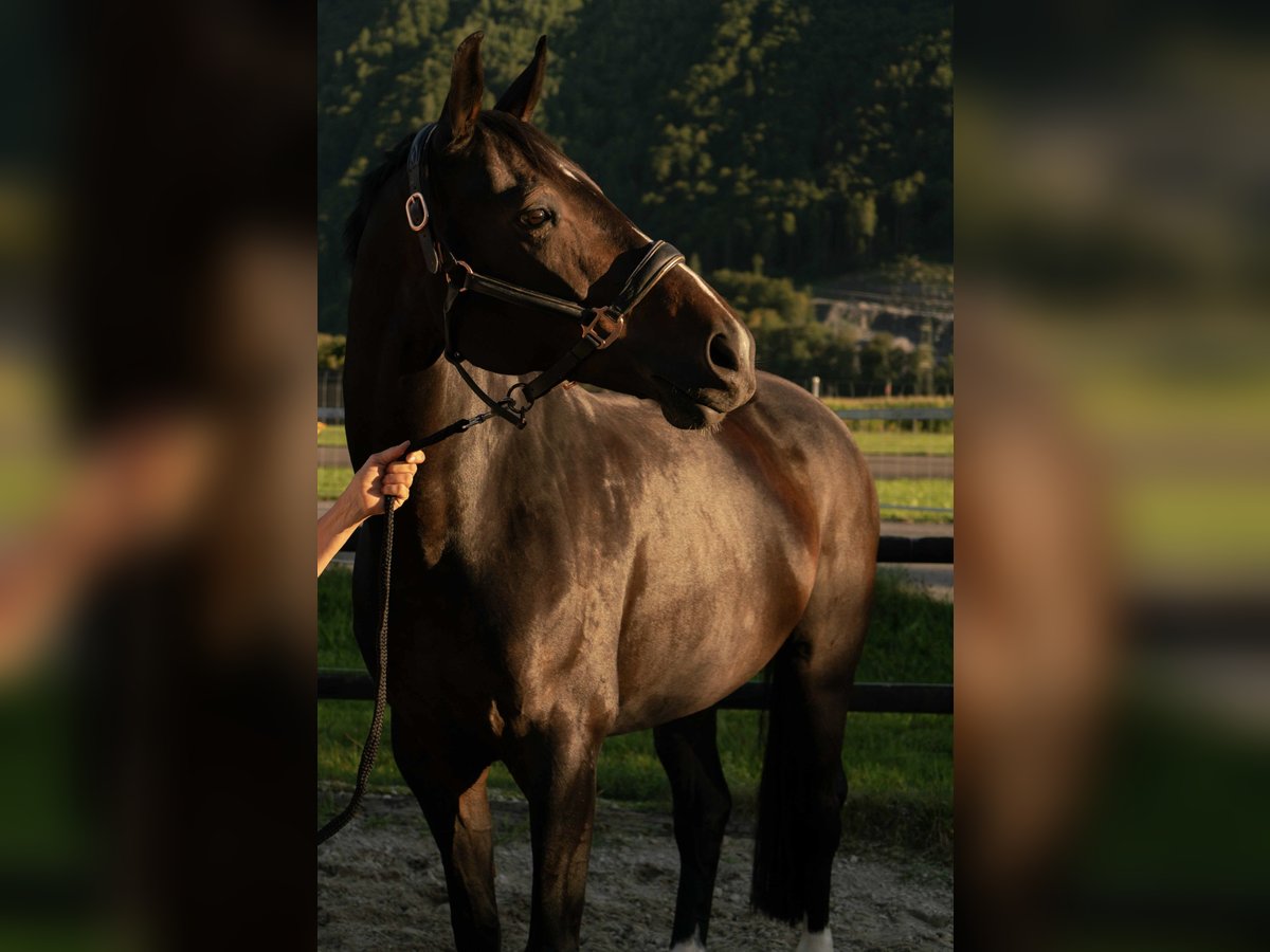 Warmblood suizo Yegua 10 años 174 cm Castaño oscuro in Brienzwiler