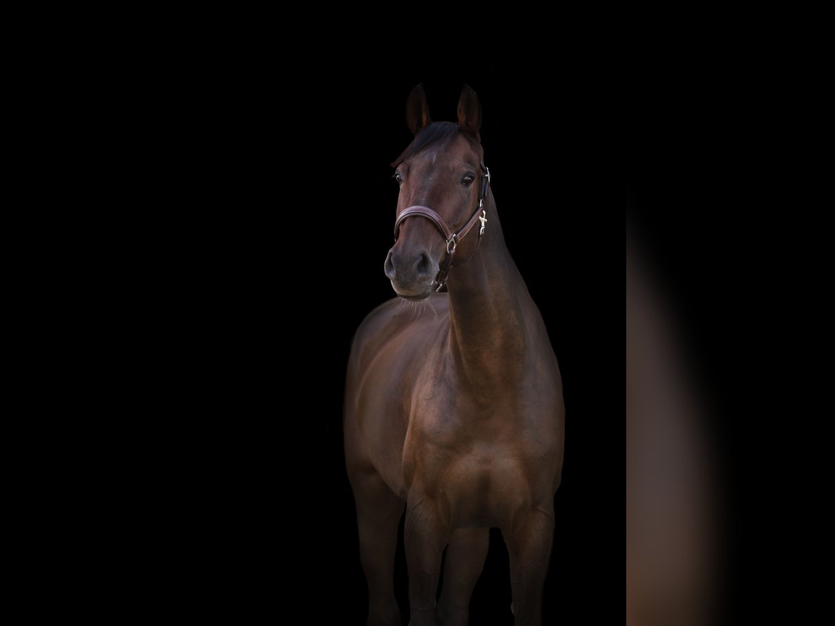 Warmblood suizo Yegua 13 años 173 cm Castaño in Büren an der Aaare