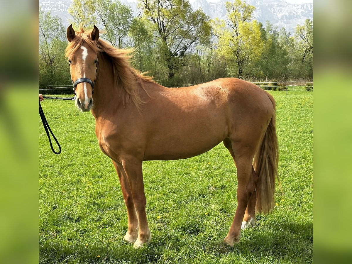 Warmblood suizo Mestizo Yegua 3 años 163 cm Alazán in Schaan