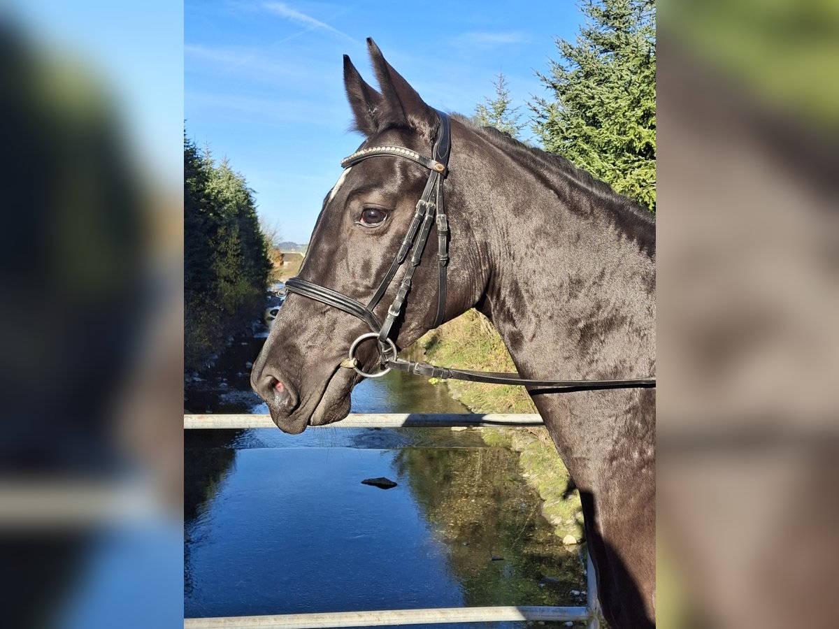 Warmblood suizo Yegua 7 años 165 cm Castaño oscuro in Trachslau