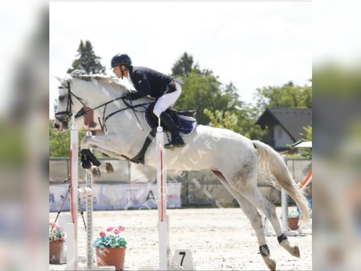 Węgierski koń sportowy Klacz 10 lat 165 cm Siwa in Tass