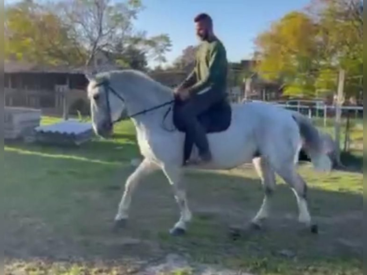 Węgierski koń sportowy Klacz 15 lat 165 cm Biała in Tass