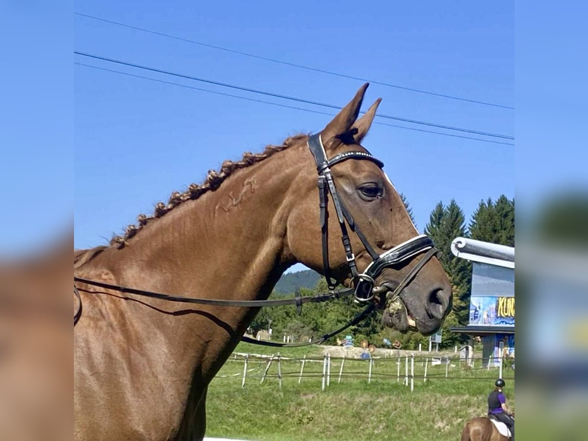 Węgierski koń sportowy Klacz 17 lat 164 cm Kasztanowata in Pelmberg
