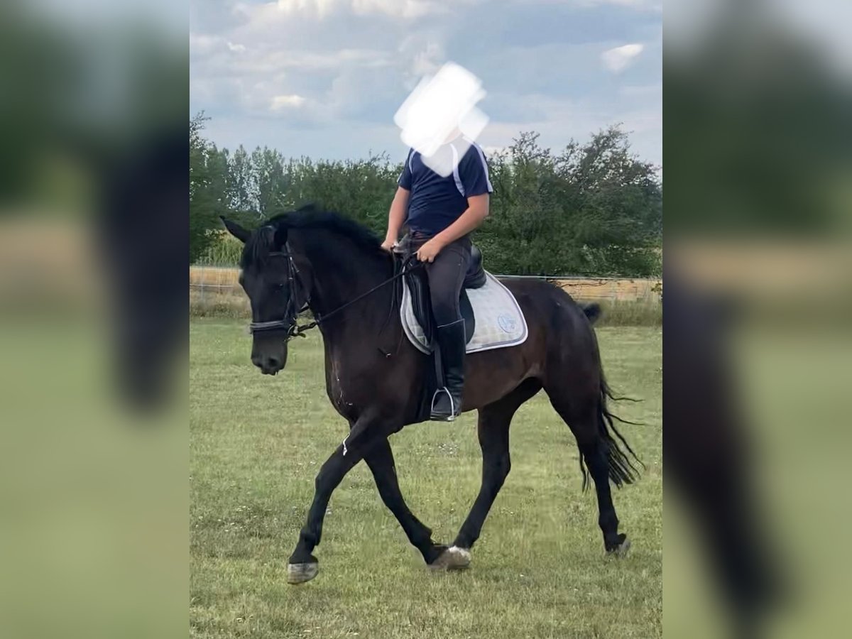 Węgierski koń sportowy Klacz 6 lat 160 cm Ciemnogniada in Tass