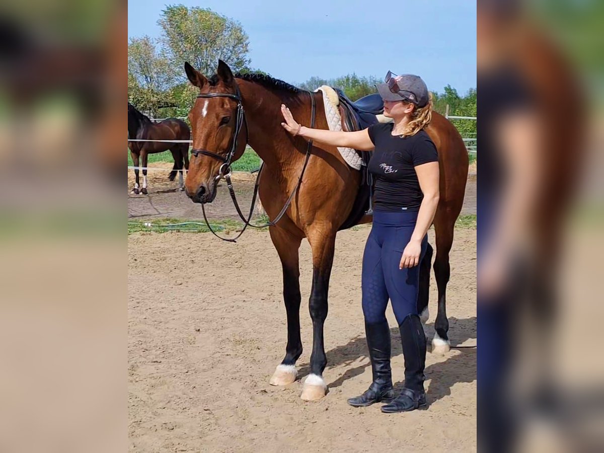 Węgierski koń sportowy Klacz 8 lat 165 cm Gniada in Békésszentandrás