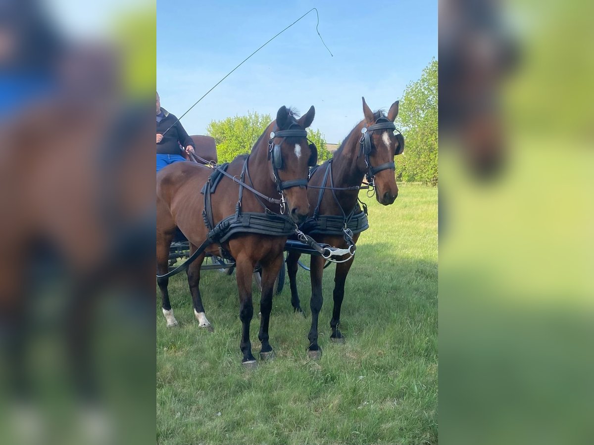 Węgierski koń sportowy Klacz 9 lat 160 cm Gniada in Tass