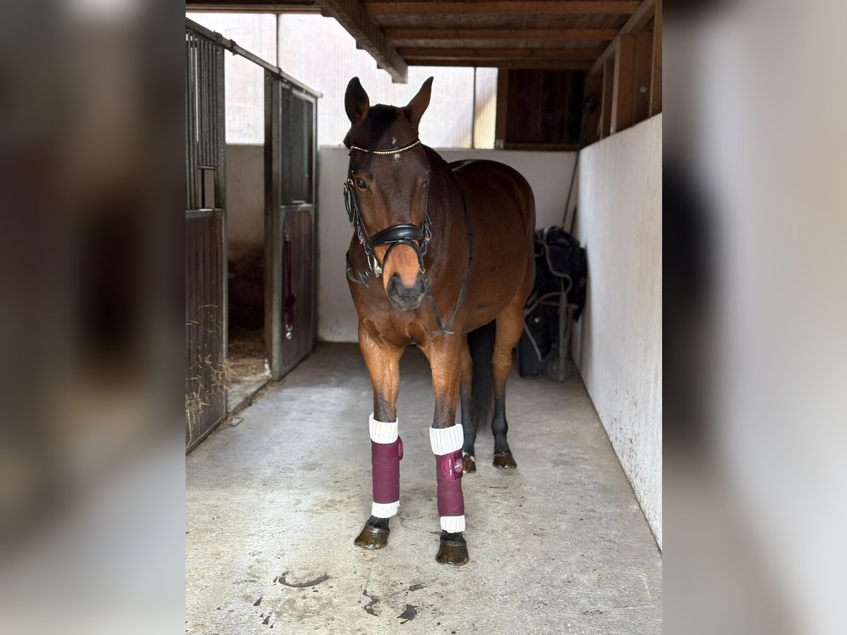 Węgierski koń sportowy Wałach 11 lat 163 cm Gniada in Gummern