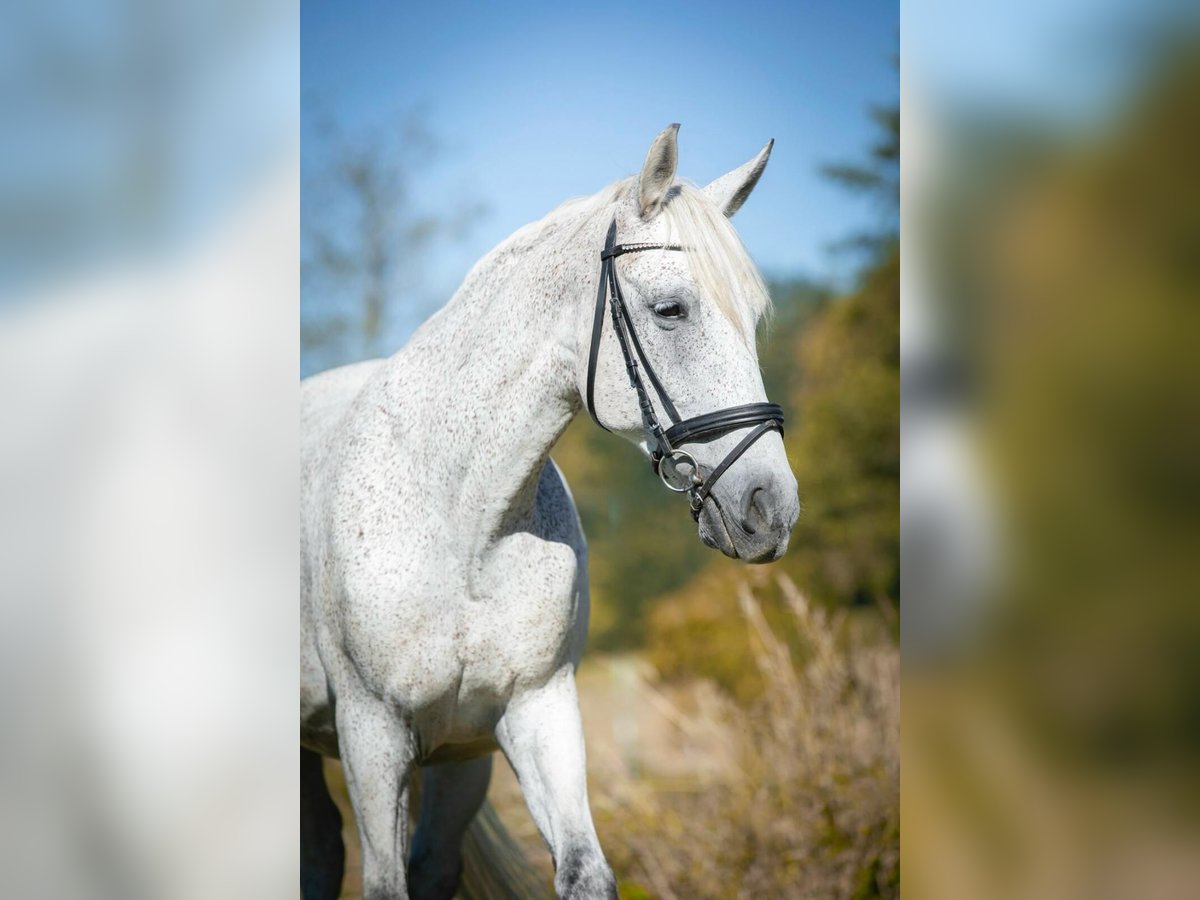 Węgierski koń sportowy Wałach 12 lat 160 cm Siwa w hreczce in Sinabelkirchen