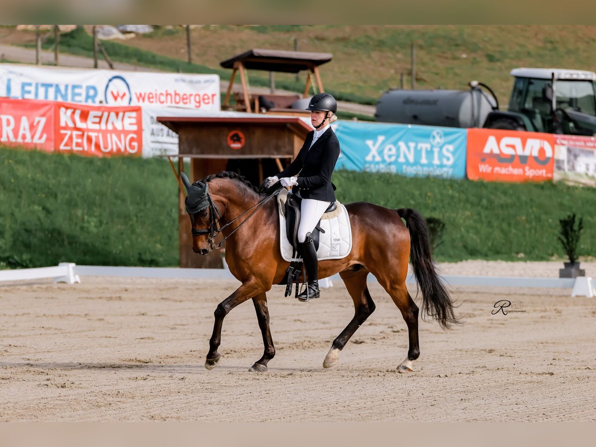 Węgierski koń sportowy Wałach 15 lat 161 cm Gniada in Kumberg