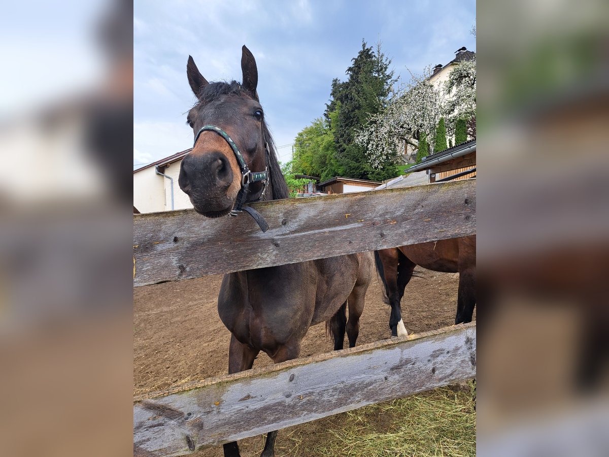 Węgierski koń sportowy Wałach 4 lat 160 cm Gniada in Sarleinsbach