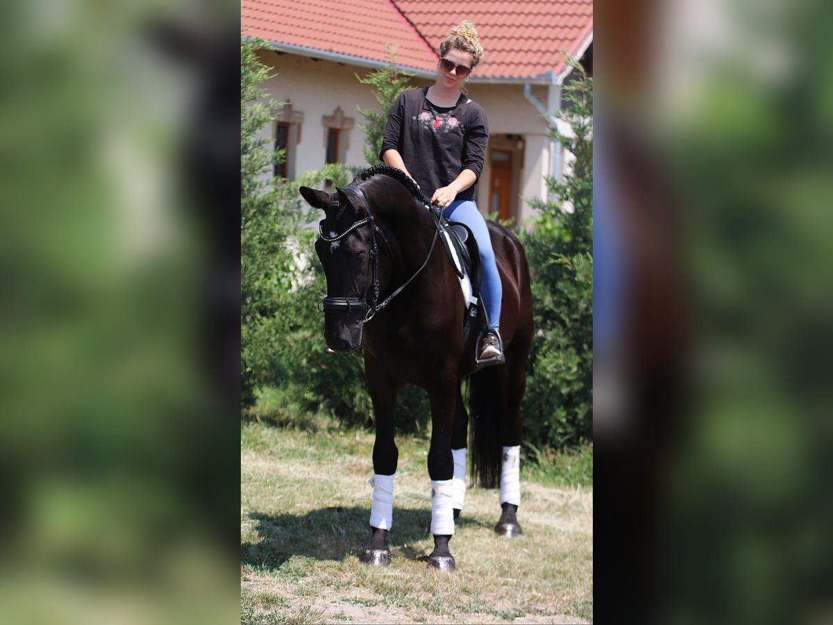 Węgierski koń sportowy Wałach 5 lat 160 cm Kara in B&#xE9;k&#xE9;sszentandr&#xE1;s