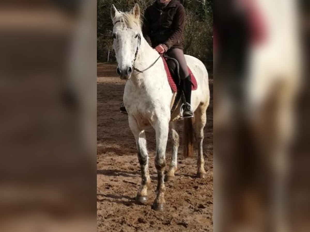 Węgierski koń sportowy Mix Wałach 11 lat 168 cm Siwa w hreczce in Freystadt