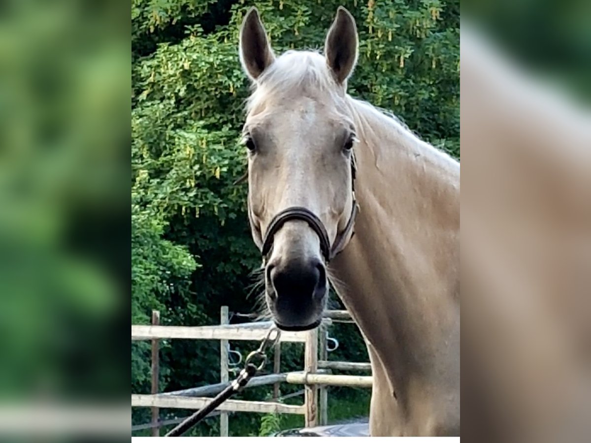 Węgierski koń sportowy Wałach 13 lat 180 cm Cremello in Esslingen