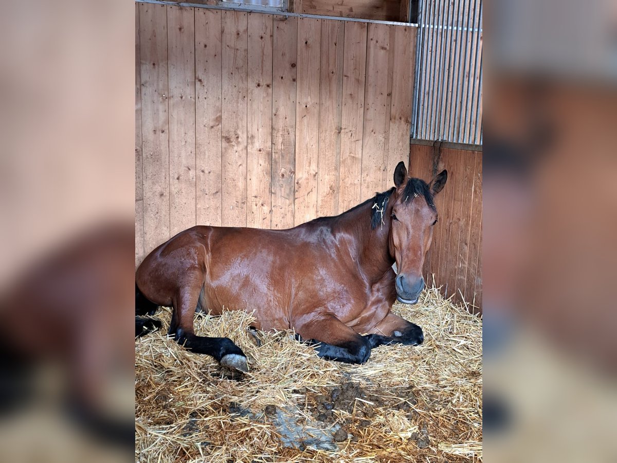 Węgierski koń sportowy Wałach 6 lat 173 cm Gniada in Breitenfurt bei Wien