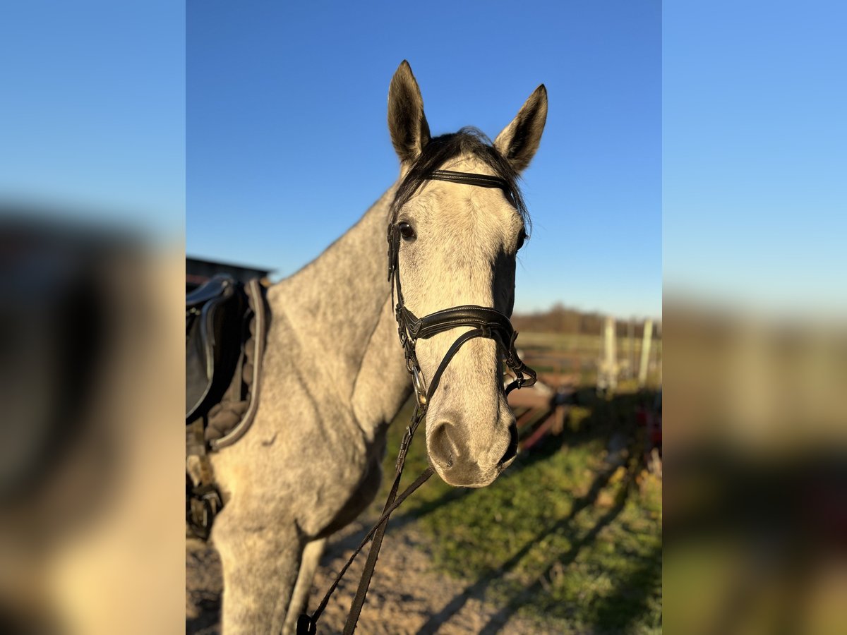 Węgierski koń sportowy Wałach 7 lat 165 cm Siwa in Achern