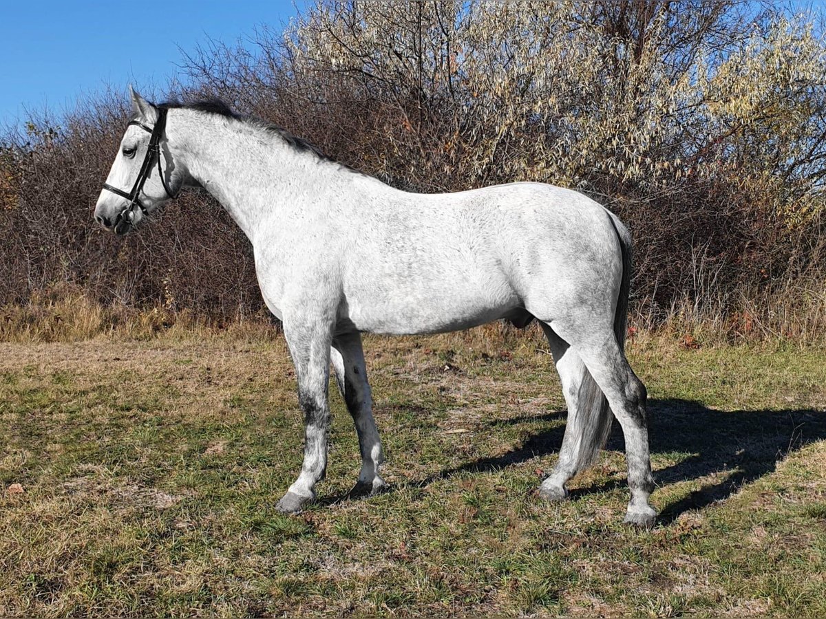 Węgierski koń sportowy Mix Wałach 9 lat 164 cm Siwa in Kismarja
