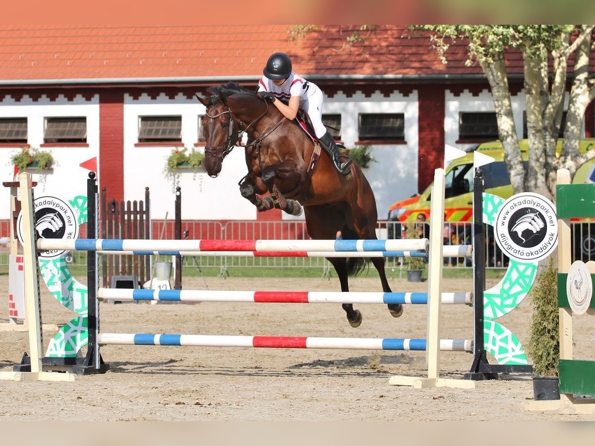 Węgierski koń sportowy Wałach 9 lat 171 cm Ciemnogniada in Nyírtass