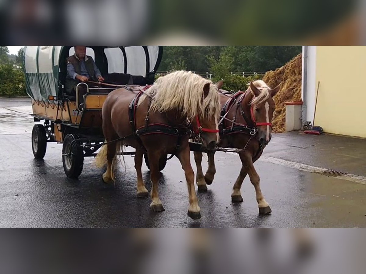 Weitere Kaltblüter, Stute in Kamenz