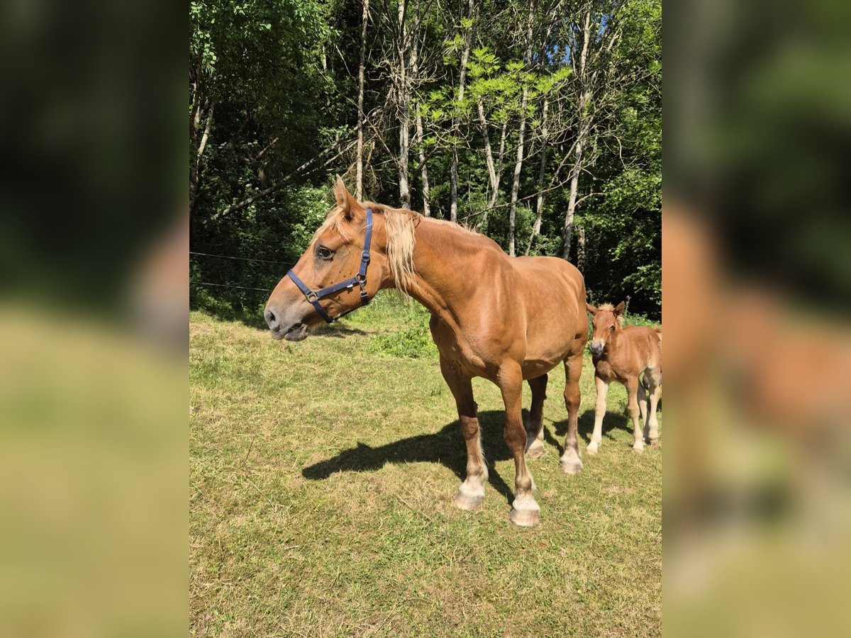 Weitere Kaltblüter Stute 11 Jahre 168 cm Fuchs in Blankenheim