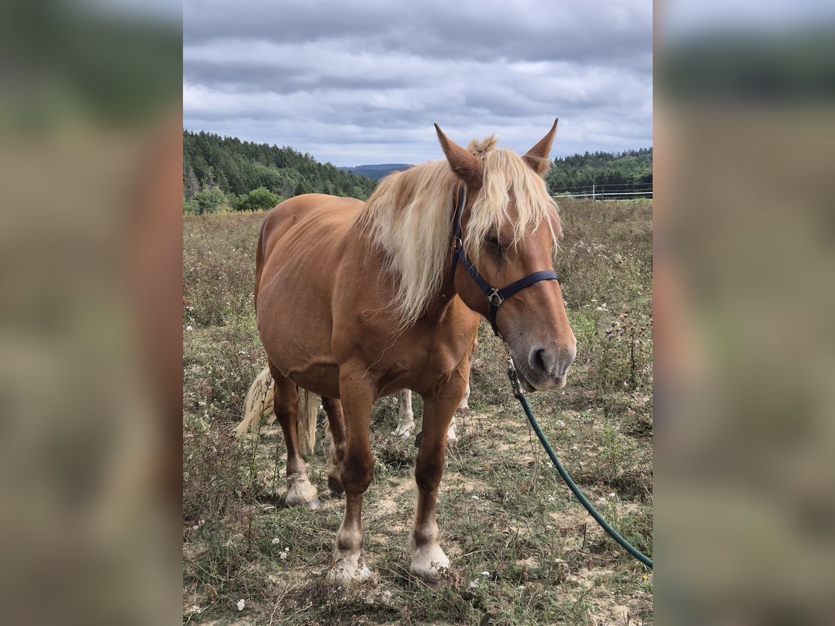 Weitere Kaltblüter Stute 11 Jahre 168 cm Fuchs in Blankenheim