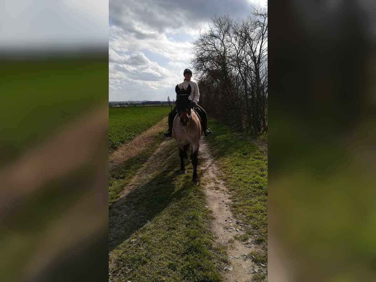 Weitere Kaltblüter Mix Stute 12 Jahre 165 cm Roan-Bay in Oschatz