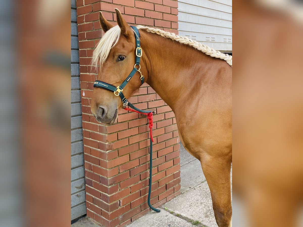 Weitere Kaltblüter Stute 3 Jahre 158 cm Fuchs in Hespe Levesen