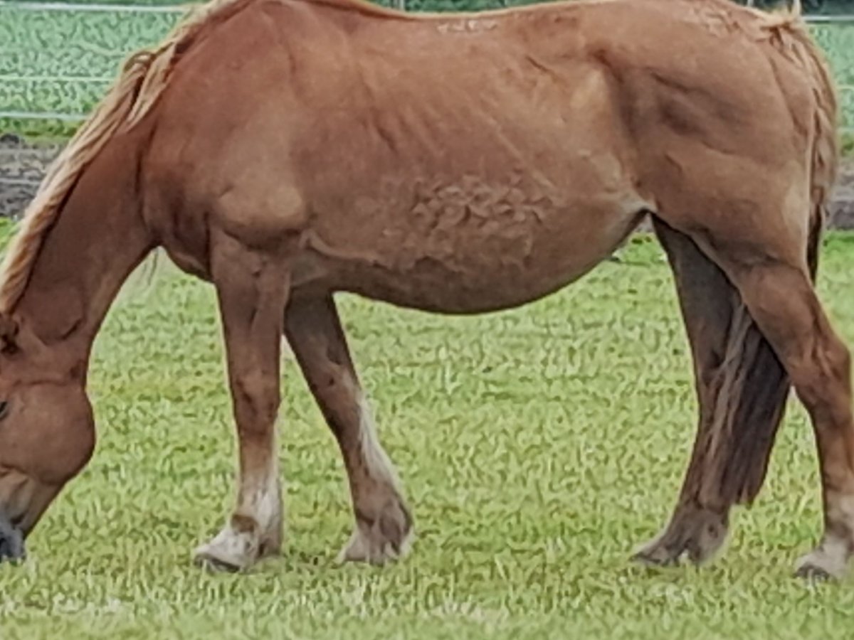 Weitere Kaltblüter Mix Stute 9 Jahre 167 cm Fuchs in Schuby