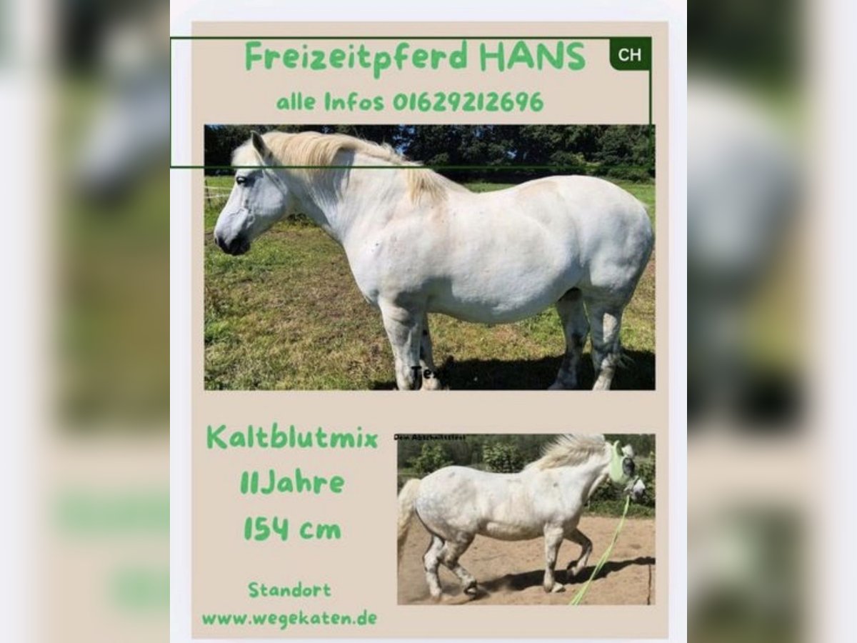 Weitere Kaltblüter Wallach 11 Jahre 154 cm Schimmel in Kasseedorf