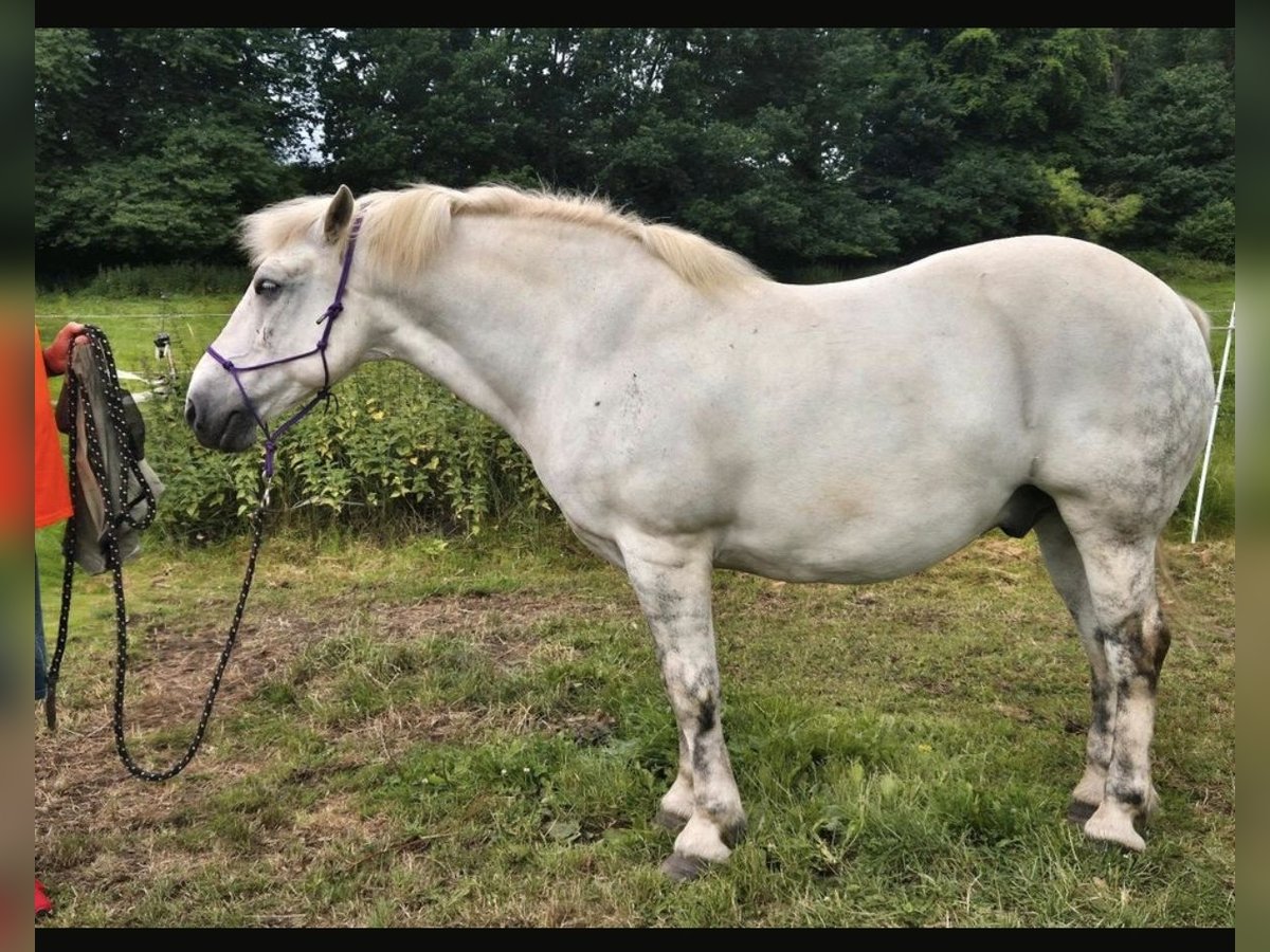 Weitere Kaltblüter Wallach 11 Jahre 154 cm Schimmel in Kasseedorf