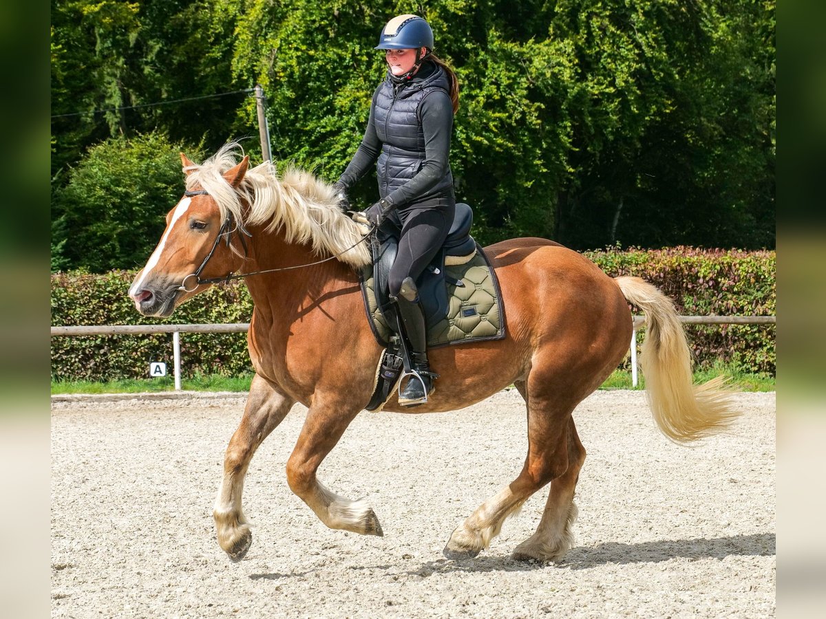 Weitere Kaltblüter Wallach 3 Jahre 158 cm Fuchs in Neustadt (Wied)