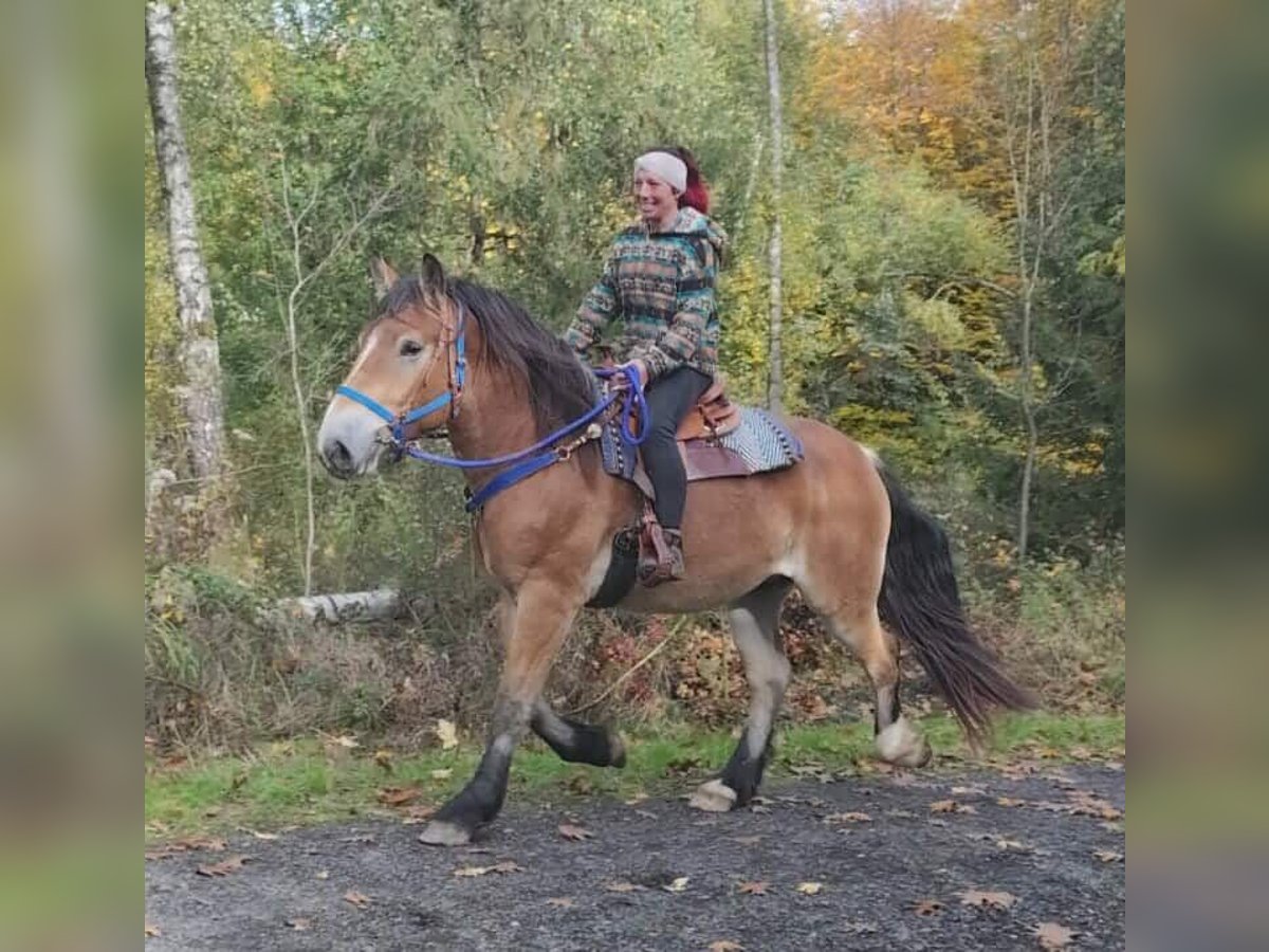 Weitere Kaltblüter Wallach 3 Jahre 168 cm Brauner in Linkenbach
