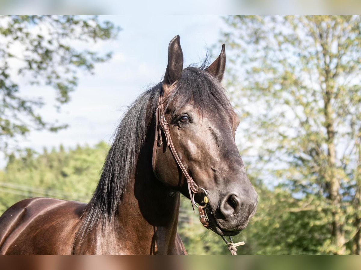 Weitere Kaltblüter Wallach 6 Jahre 170 cm Rappe in St.oswald Bei Fr