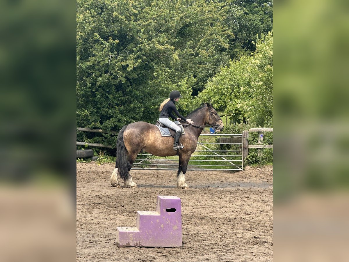 Weitere Kaltblüter Mix Wallach 6 Jahre 172 cm Brauner in Liverpool, Merseyside
