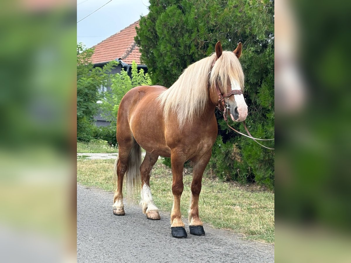 Weitere Kaltblüter Wallach 8 Jahre 153 cm Fuchs in B&#xE9;k&#xE9;s