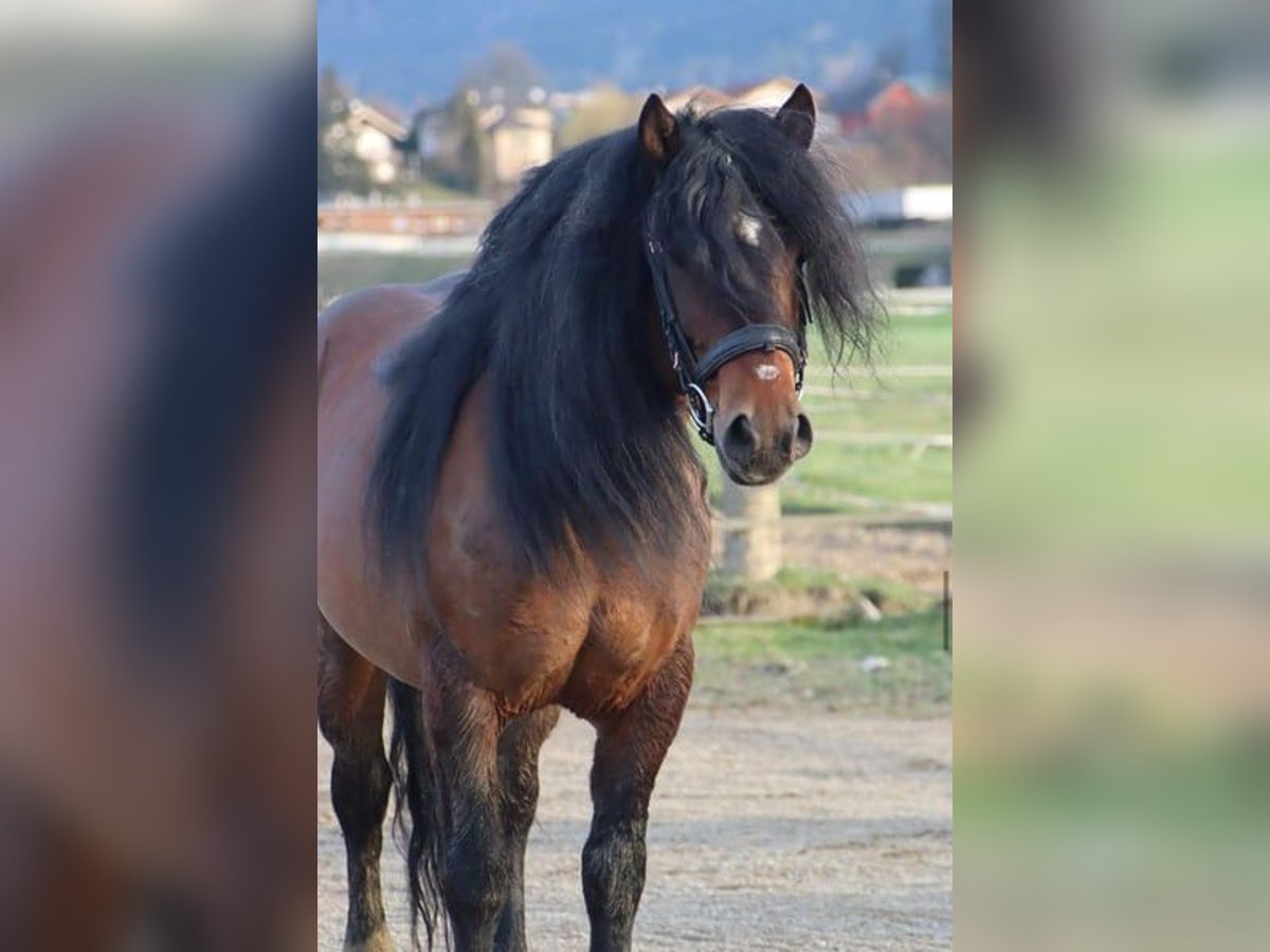 Weitere Kaltblüter Wallach 9 Jahre 148 cm Brauner in Hatten