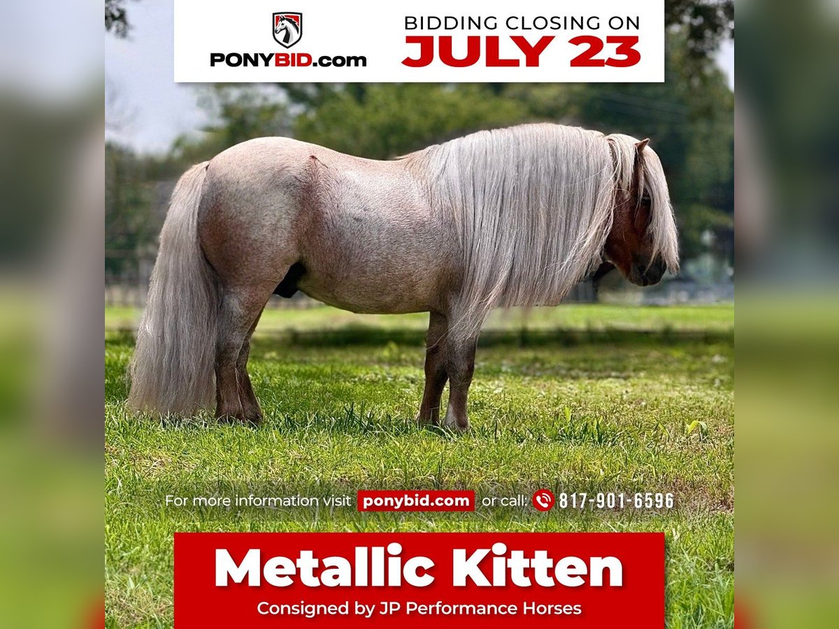 Weitere Ponys/Kleinpferde Hengst 11 Jahre 84 cm Roan-Red in Dennis, TX