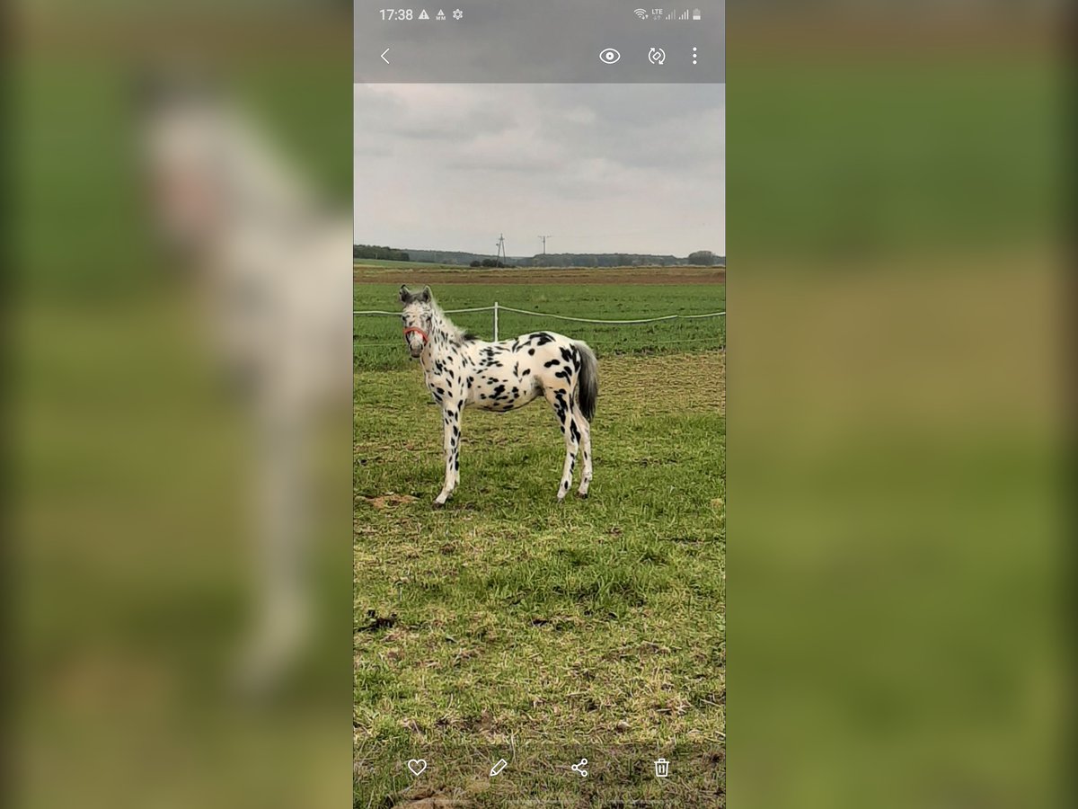 Weitere Ponys/Kleinpferde Mix Hengst 1 Jahr 120 cm Tigerschecke in Żmudź