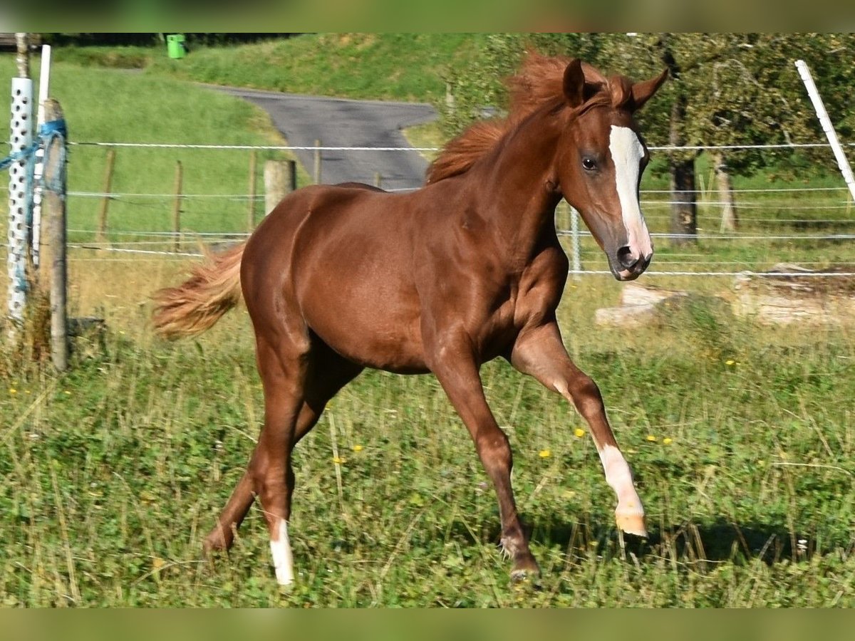 Weitere Ponys/Kleinpferde Hengst 1 Jahr in Muri AG