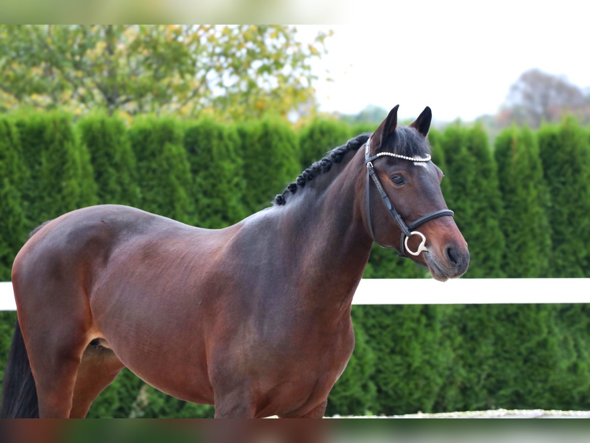 Weitere Ponys/Kleinpferde Stute 11 Jahre 152 cm Dunkelbrauner in Schwäbisch Hall