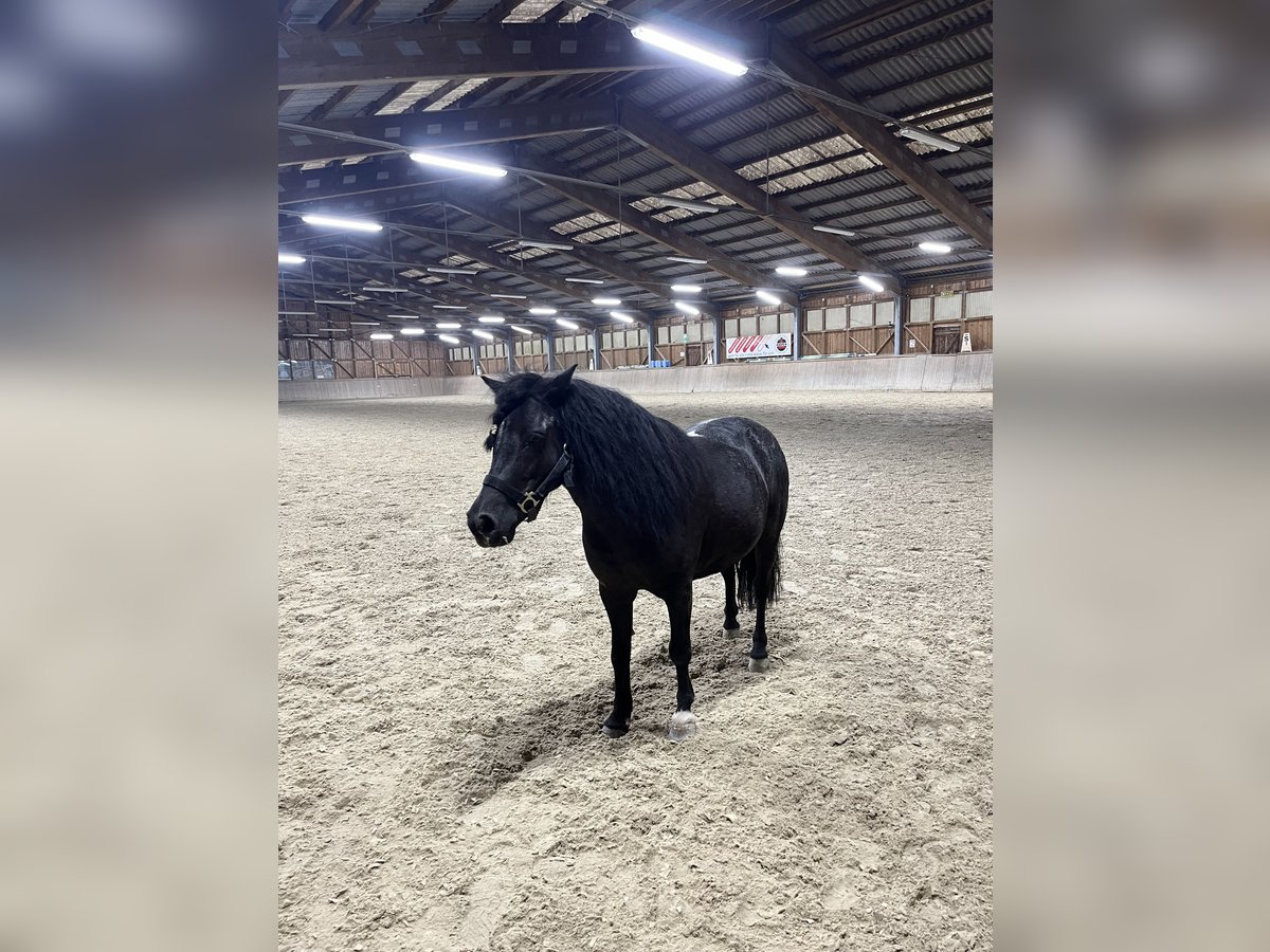 Weitere Ponys/Kleinpferde Stute 12 Jahre 110 cm Rappe in Wendling