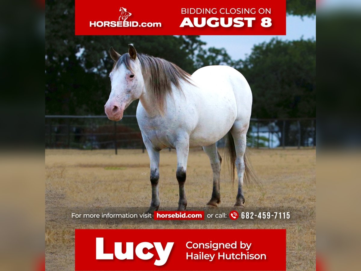 Weitere Ponys/Kleinpferde Stute 16 Jahre in Joshua, TX