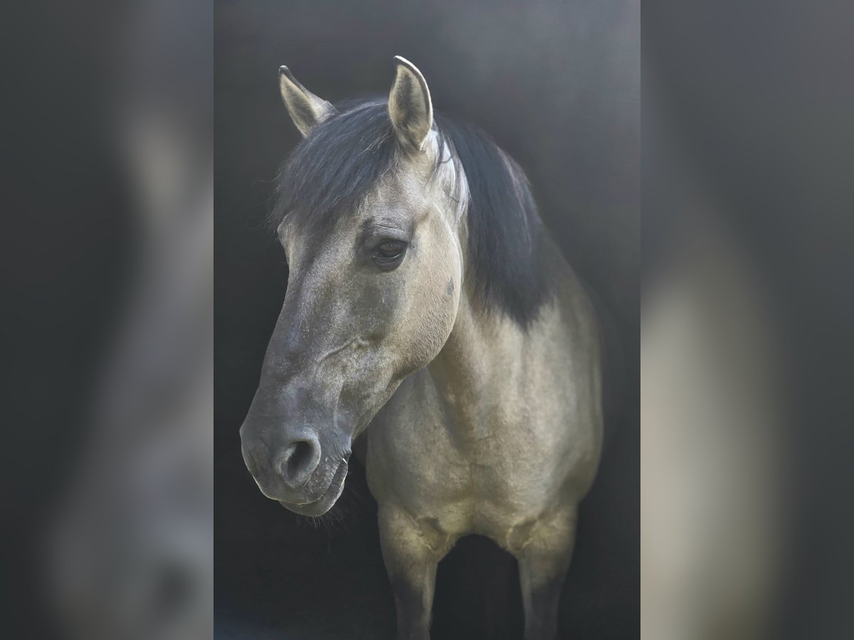 Weitere Ponys/Kleinpferde Stute 17 Jahre 141 cm in Konin