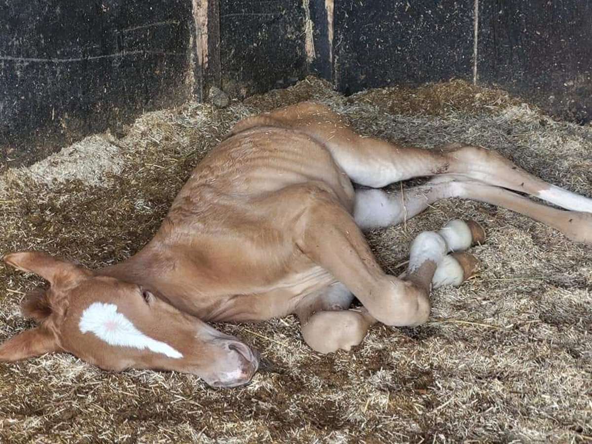 Weitere Ponys/Kleinpferde Mix Stute 1 Jahr 112 cm Dunkelfuchs in Goes