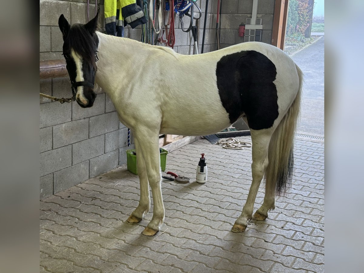 Weitere Ponys/Kleinpferde Stute 2 Jahre 135 cm Schecke in Daleiden