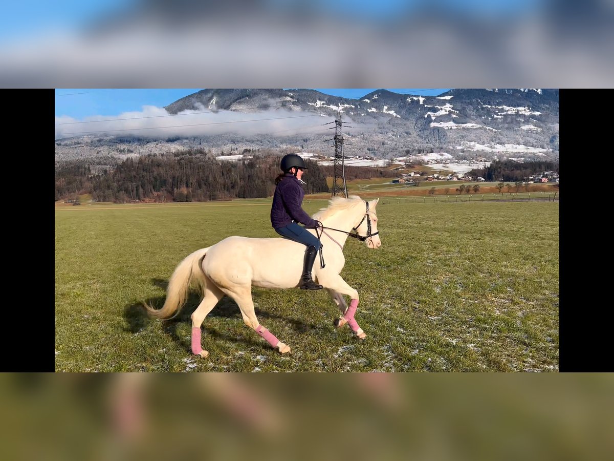 Weitere Ponys/Kleinpferde Stute 6 Jahre 137 cm in Schlins