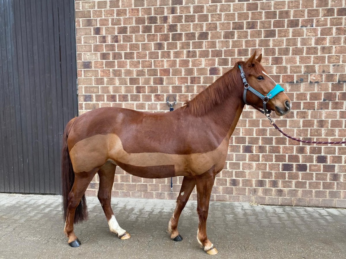 Weitere Ponys/Kleinpferde Mix Stute 6 Jahre 143 cm Fuchs in Bornheim