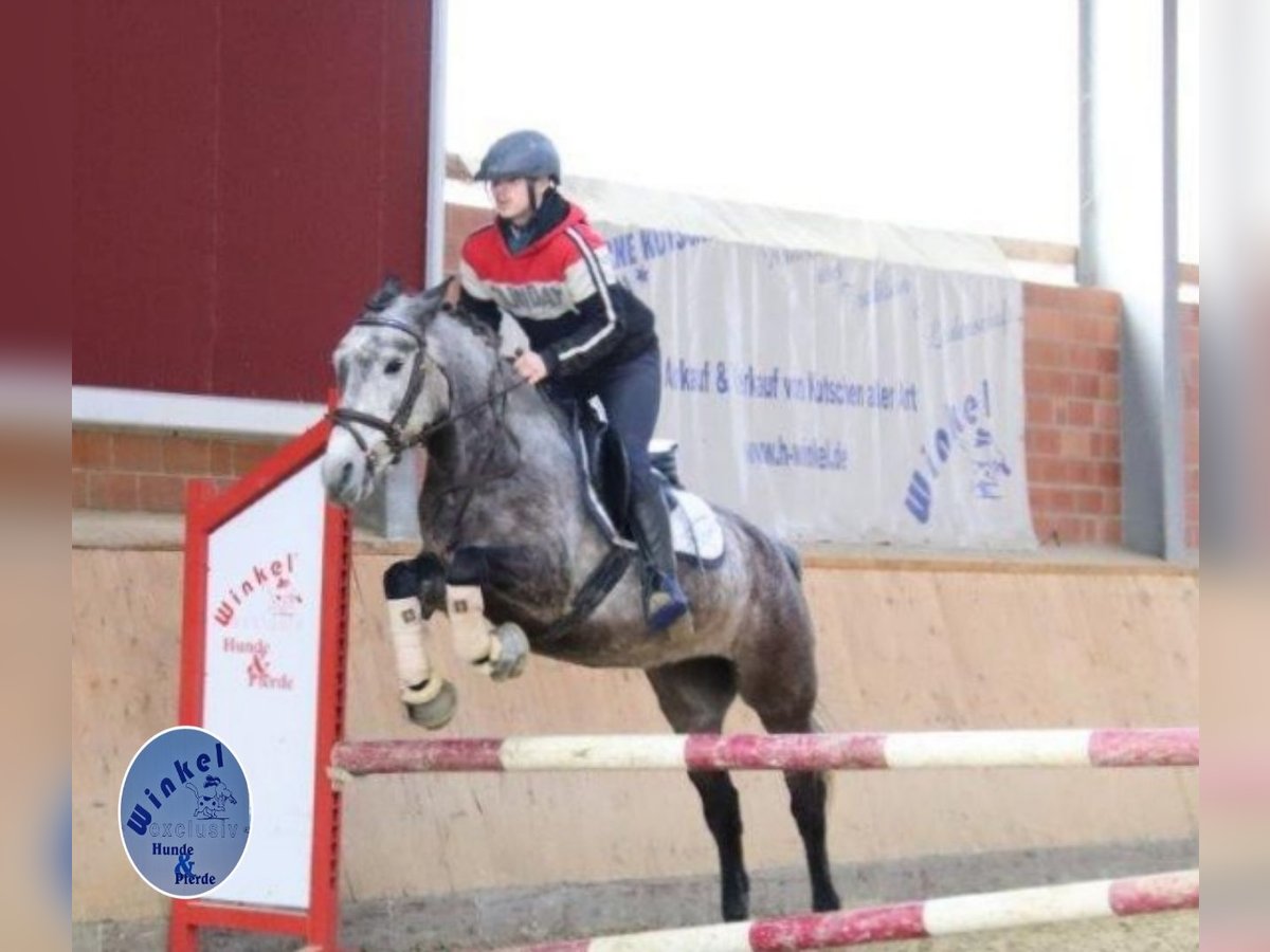 Weitere Ponys/Kleinpferde Stute 7 Jahre 142 cm Apfelschimmel in Dorsten