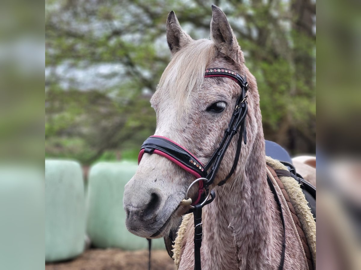 Weitere Ponys/Kleinpferde Mix Stute 8 Jahre 138 cm Fliegenschimmel in Süsel