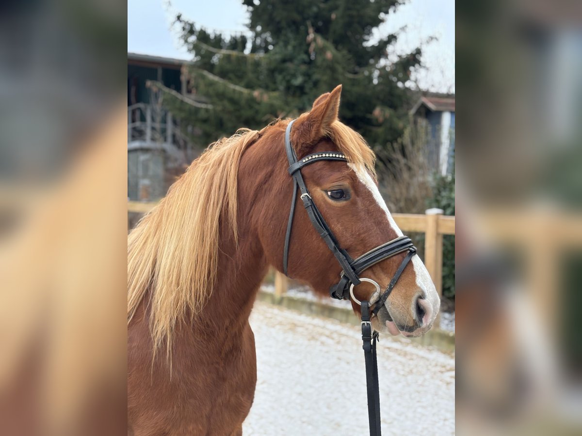 Weitere Ponys/Kleinpferde Stute 8 Jahre 150 cm Dunkelfuchs in Iggingen